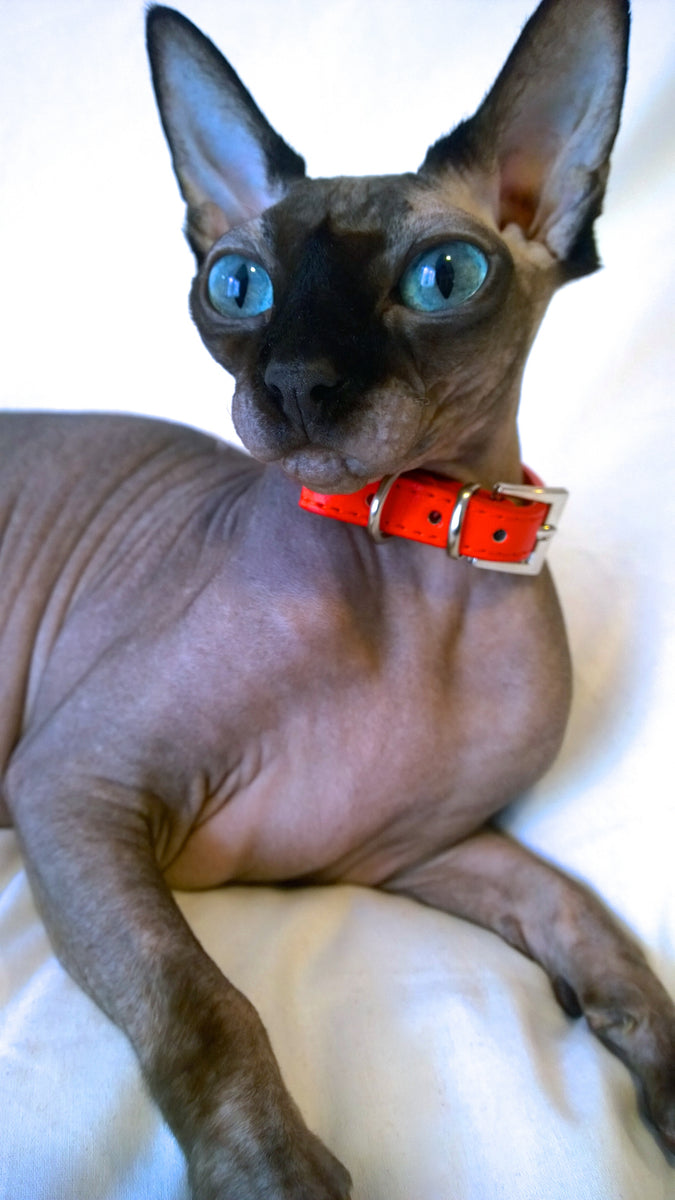 Sphynx collars top