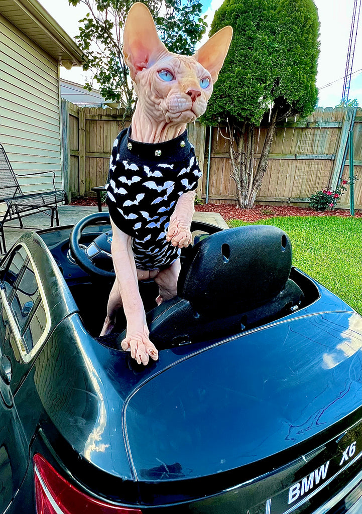 Sphynx Cat Clothing  Hairless Hipsters – Hairless Hipsters LLC.