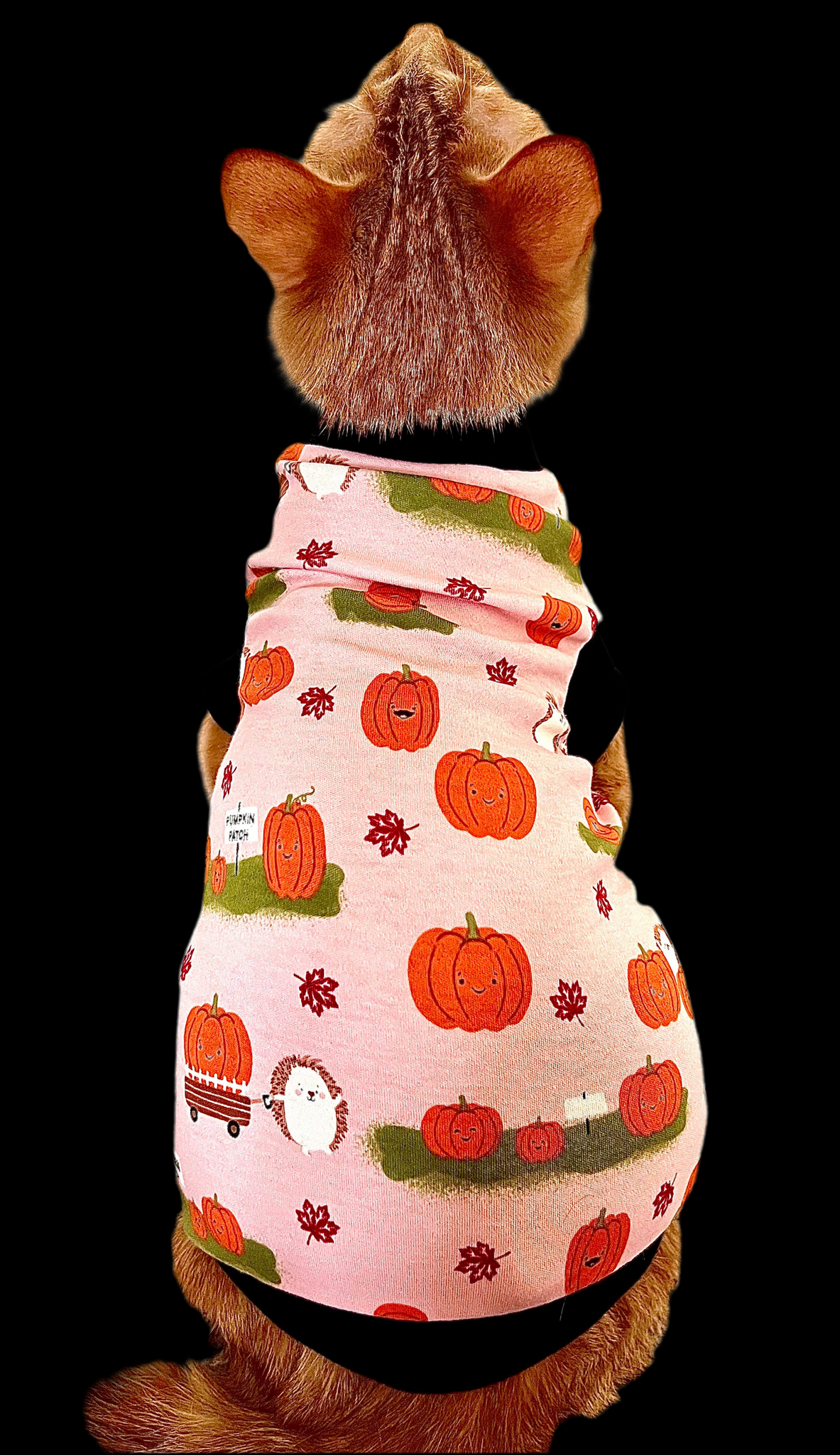 Sphynx Cat Clothes | Peach Pumpkin