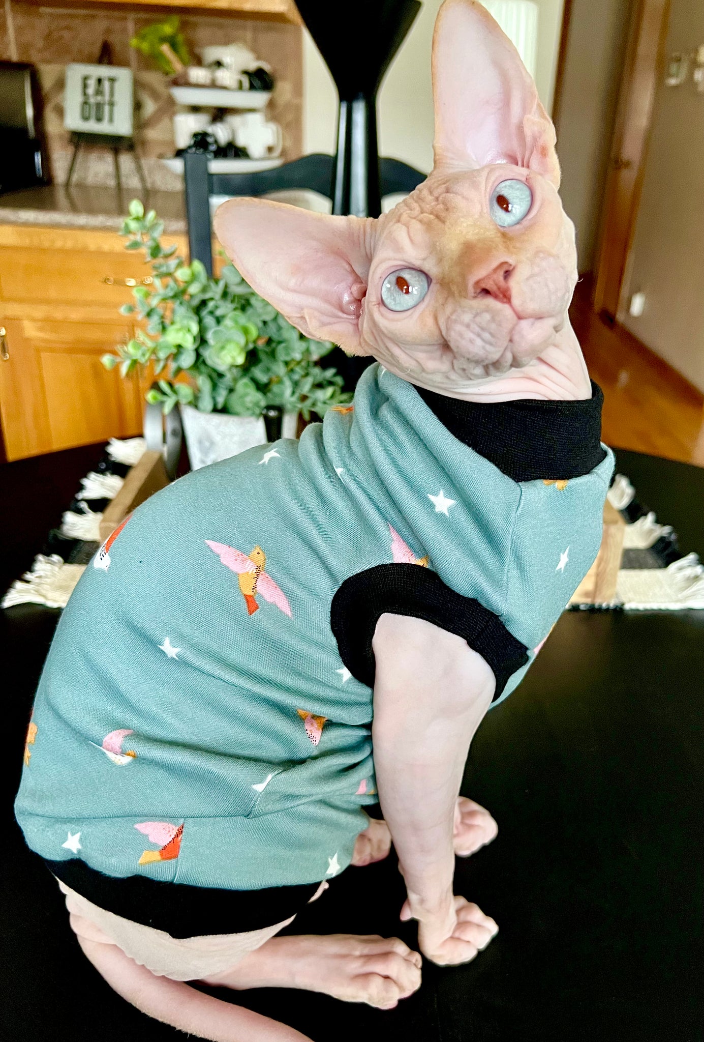 Sphynx Cat Clothes | Bird Watcher Style