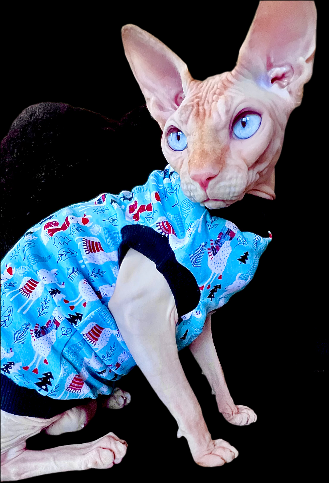 Sphynx Christmas Cat Clothes | Christmas LLama Style